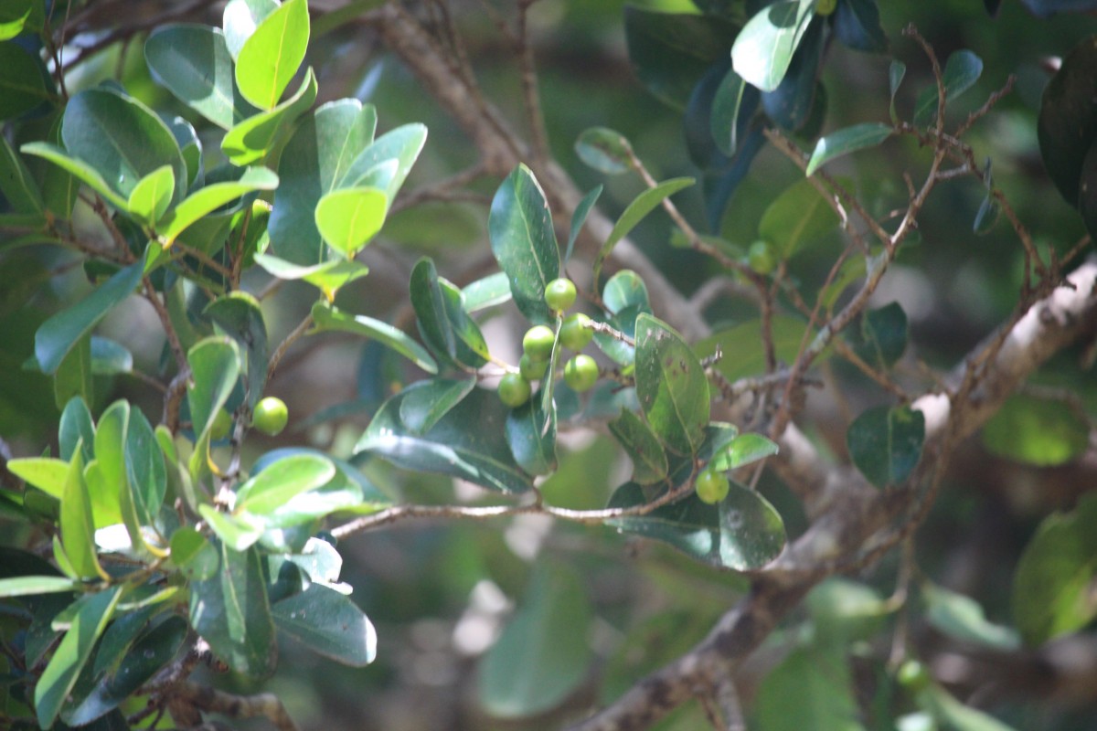 Putranjivaceae